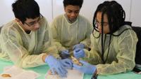 Three students make organ models.